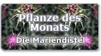 mariendistel_teaser